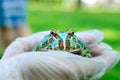 Ceratophrys ornata The Argentine horned frog, pacman frog is sitting on gloved hands