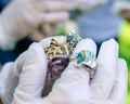 Ceratophrys ornata The Argentine horned frog, pacman frog is sitting on gloved hands Royalty Free Stock Photo