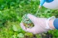 Ceratophrys ornata The Argentine horned frog, pacman frog is sitting on gloved hands