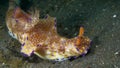 Ceratosoma tenue nudibranches