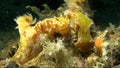 Ceratosoma tenue nudibranches mating