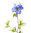 Ceratostigma Royalty Free Stock Photo