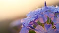 Ceratostigma plumbaginoides Bunge flowers 3 Royalty Free Stock Photo