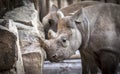 Ceratotherium simum cottoni, simum, Diceros bicornis michaeli, white rhino, are critically endangered species