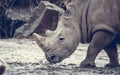 Ceratotherium simum cottoni, simum, Diceros bicornis michaeli, white rhino, are critically endangered species Royalty Free Stock Photo