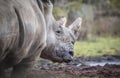 Ceratotherium simum cottoni, simum, Diceros bicornis michaeli, white rhino, are critically endangered species