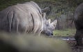 Ceratotherium simum cottoni, simum, Diceros bicornis michaeli, white rhino, are critically endangered species