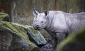 Ceratotherium simum cottoni, simum, Diceros bicornis michaeli, white rhino, are critically endangered species