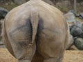 Ceratotherium simum - a white rhino close up of its rear end Royalty Free Stock Photo