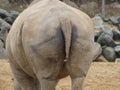 Ceratotherium simum - a white rhino close up of its rear end Royalty Free Stock Photo