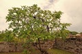 cerbera manghas exotic tree. cerbera manghas exotic tree. cerbera manghas tree outdoor.