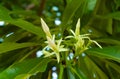 Cerbera manghas flower buds, leaves and fruit contain the potent cardiac glycoside cerberin, which is highly toxic if ingested