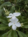 Cerbera manghas flower