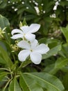 Cerbera manghas flower