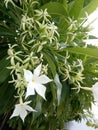 Cerbera manghas flowers