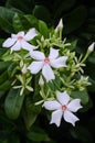 Cerbera manghas flowers in nature