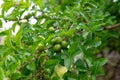 cerbera manghas fruit. cerbera manghas fruit with water drops. cerbera manghas fruit