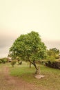 cerbera manghas or sea mango exotic tree. cerbera manghas exotic tree.