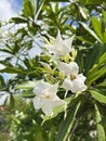 Cerbera manghas (sea mango) white flower and fruits.