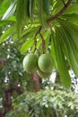 Cerbera oddloam fruit