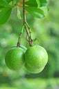 Cerbera oddloam fruit