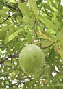 Cerbera oddloam fruit on tree