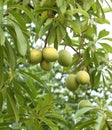 Cerbera oddloam fruit on tree Royalty Free Stock Photo