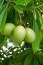 Cerbera oddloam fruit