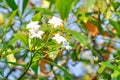 Cerbera Odollam  Gaertn or Apocynaceae, flower and sky Royalty Free Stock Photo