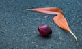 Cerbera odollam Suicide tree, Pong-pong, Othalanga ripe fruit and dry leaves on asphalt road