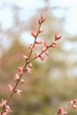 Cercidiphyllum japonicum, Japanese crimson. Kidneys. Close-up.