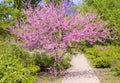 Cercis Canadensis Royalty Free Stock Photo