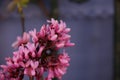 Cercis canadensis Royalty Free Stock Photo