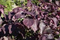 Purple leaves of Cercis canadensis tree