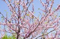 Cercis Canadensis