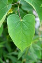 Heart-shaped, Cercis canadensis - Eastern Redbud Tree Leaf II Royalty Free Stock Photo