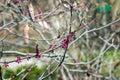 Cercis canadensis first bloom detail. Start of the spring. Pink flowers blooming germination