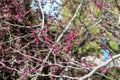 Cercis canadensis first bloom detail. Start of the spring. Pink flowers blooming germination