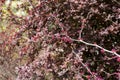 Cercis canadensis first bloom detail. Start of the spring. Pink flowers blooming germination