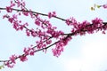 Cercis canadensis Flower Royalty Free Stock Photo