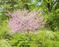 Cercis canadensis