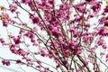 Cercis chinensis