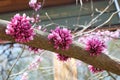 Cercis chinensis Chinese Redbud. Beautiful pink flower buds growing on a tree branch. Spring blooms. Exotic trees. Royalty Free Stock Photo