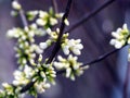 Cercis chinensis 'Shirobana' - Redbud - Judas tree