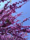 Cercis siliguastrum.