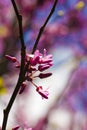 Cercis Siliquastrum