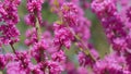 Cercis Siliquastrum Blossoms In Springtime. Fabaceae Family. Judas Tree Branch. Close up.