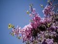 Cercis siliquastrum or Judas tree Royalty Free Stock Photo