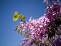 Cercis siliquastrum or Judas tree Royalty Free Stock Photo