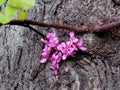 Cercis Siliquastrum Or Judas Tree In Bloom On Crete Greece